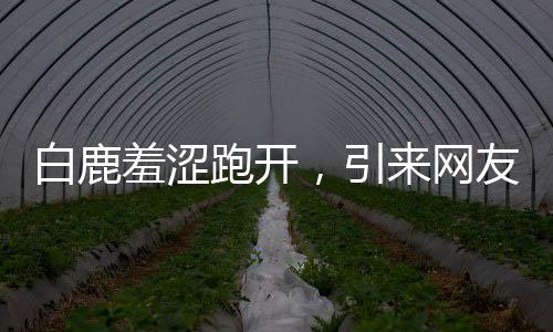 白鹿羞澀跑開，引來網友熱議