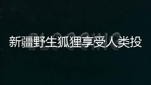 新疆野生狐貍享受人類投喂的溫馨故事